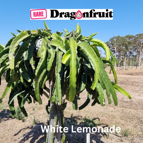 White Lemonade dragon fruit - Rare Dragon Fruit