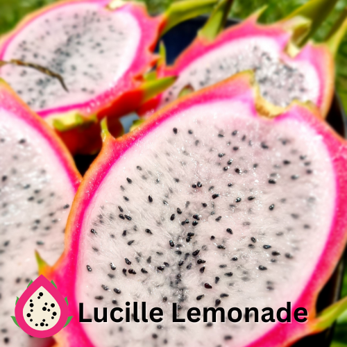 Lucille Lemonade- Hylocereus undatus X Qld Australian Dragon Fruit - Rare Dragon Fruit