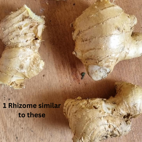 Shampoo Ginger Ryzome Aromatic / Shampoo ginger- Rhizome - Rare Dragon Fruit