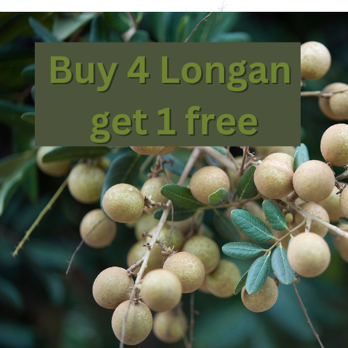 LONGAN- ( Dimocarpus) - Rare Dragon Fruit