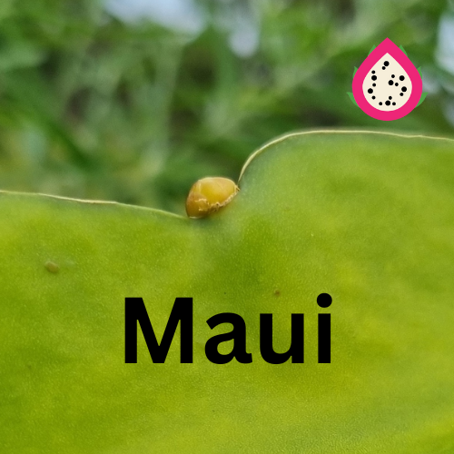 Maui Dragon – Hylocereus undatus Dragon fruit - Rare Dragon Fruit