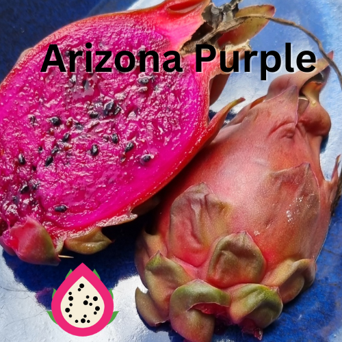 Arizona Purple Dragon Fruit - Rare Dragon Fruit