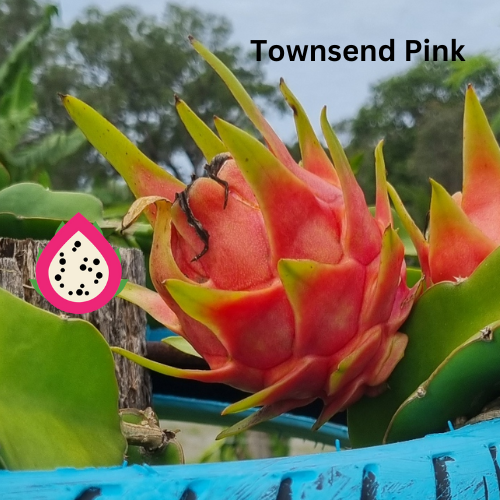 Townsend Pink – Hylocereus sp. Dragon fruit - Rare Dragon Fruit