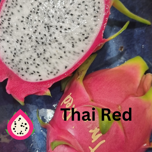 Thai Red or Thai Dragon – Hylocereus undatus - Rare Dragon Fruit