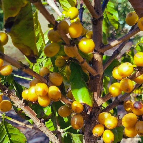 RARE yellow coffee - Coffee arabica, Grow your own coffee beans - Rare Dragon Fruit