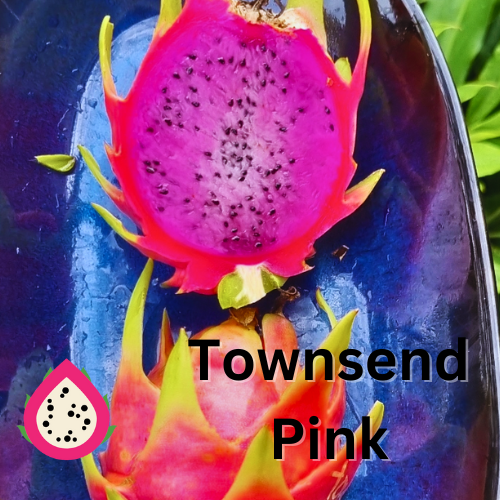 Townsend Pink – Hylocereus sp. Dragon fruit - Rare Dragon Fruit