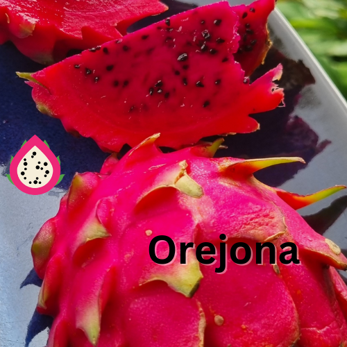 Orejona Dragon Fruit Plant - Hylocereus polyrhizus - Rare Dragon Fruit