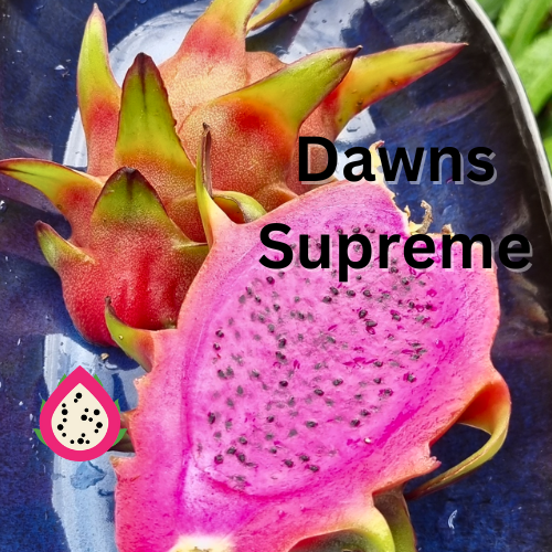 Dawns Supreme Dragon Fruit - Rare Dragon Fruit