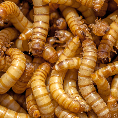 Meal worms as chicken feed - Rare Dragon Fruit