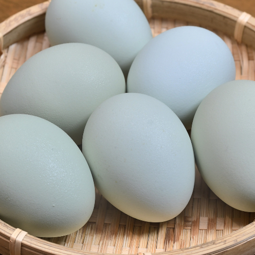 Blue / Green Fertile Chicken Eggs - Rare Dragon Fruit