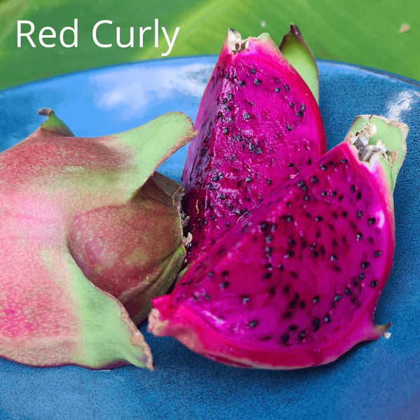 Farm Favorites Mix - Not S8, Not Red Curly, Makisupa & Connie Mayer