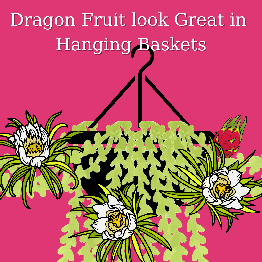 Desert King Dragon Fruit (DEPOT) - NEW
