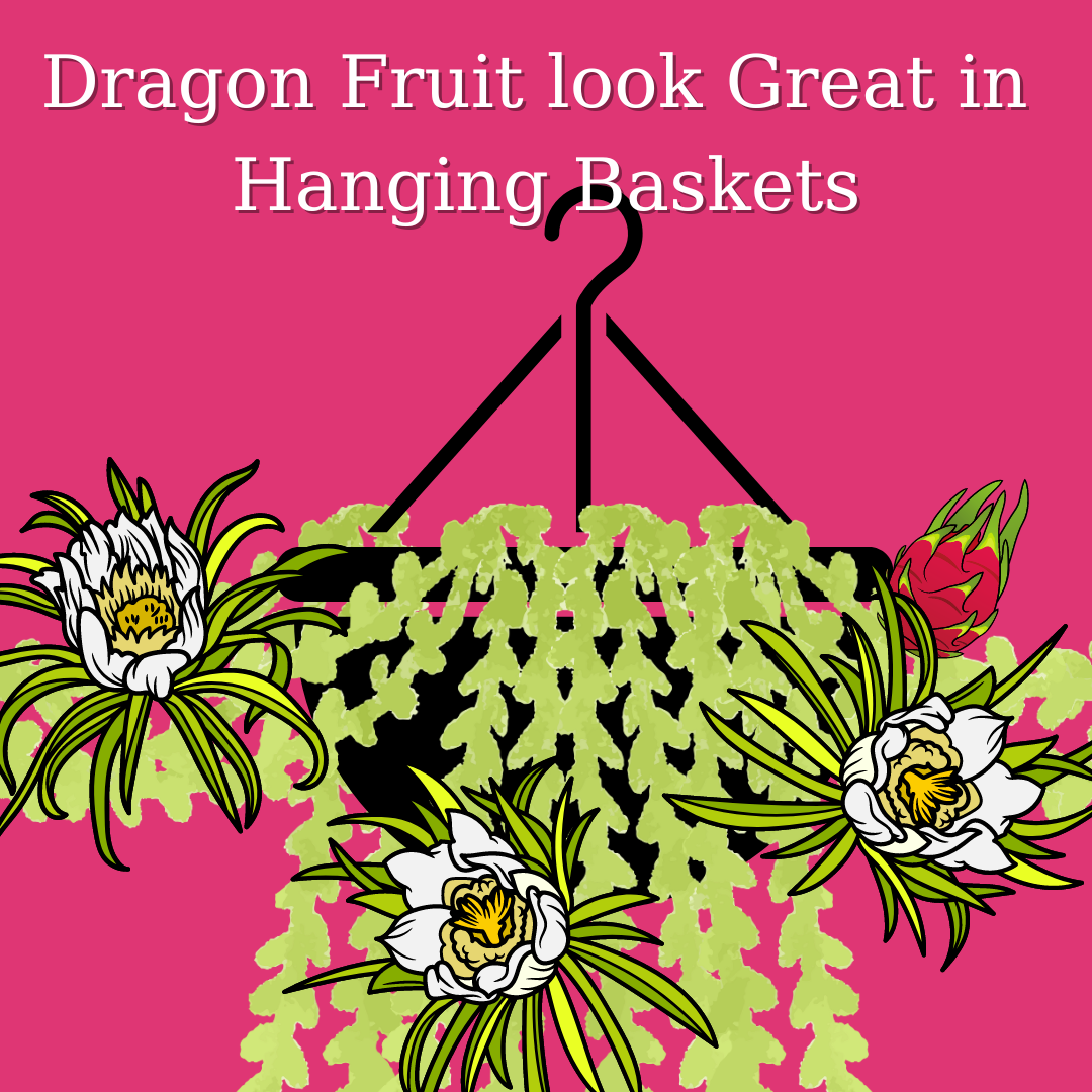 Purple Oragon Dragon Fruit New 2024 - Rare Dragon Fruit