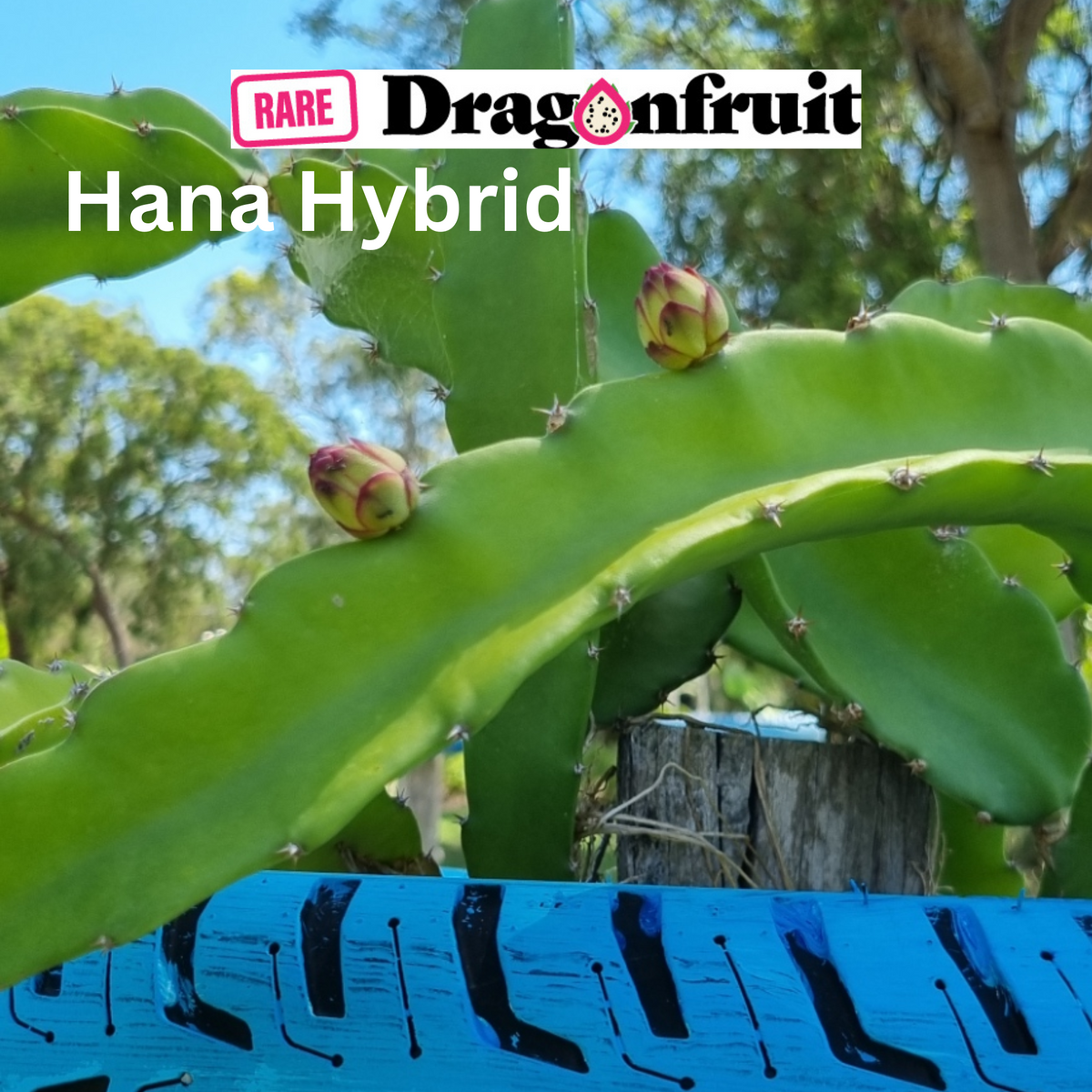 Hana Hybrid – Hylocereus monacanthus. Dragon Fruit - Rare Dragon Fruit