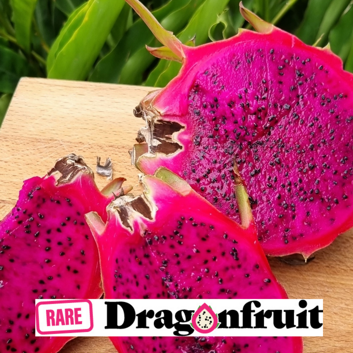 Hybrid of Rainbow Dragon Fruit -H. Undatus hybrid Thailand and the Philippines - Rare Dragon Fruit