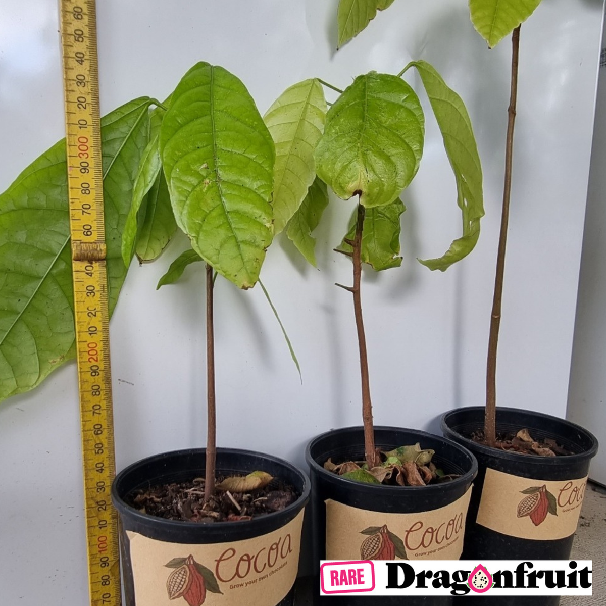 3x Cocoa Plant- Grow your own chocolate