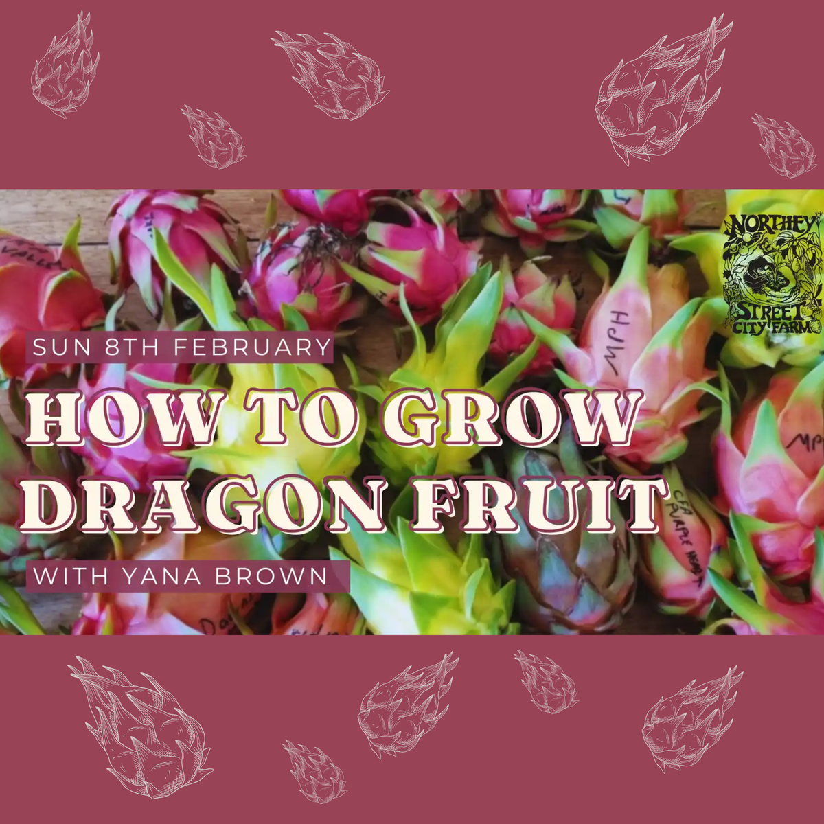 Dragon fruit Growing Workshop Northey Street City Farm 2026