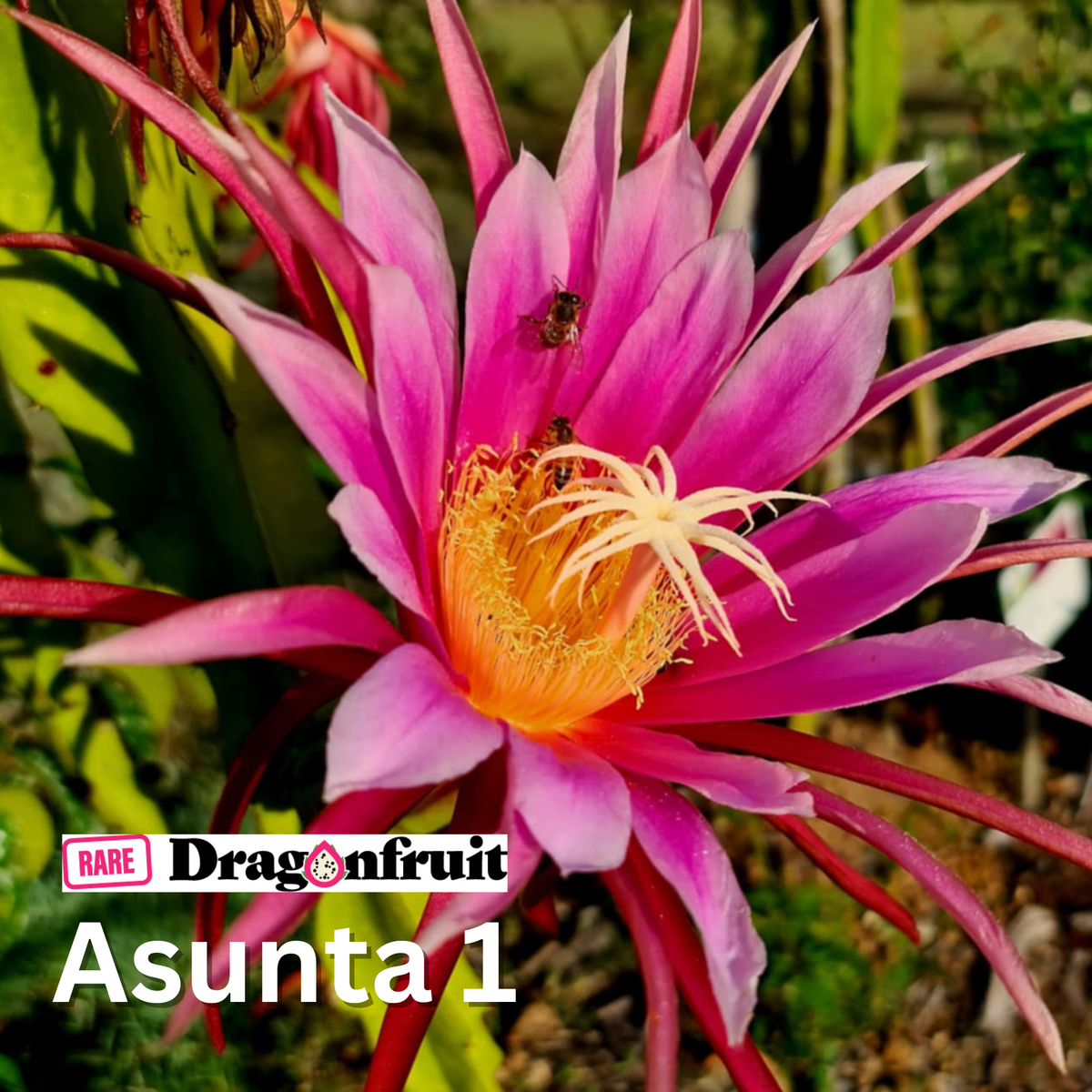 Asunta 1 Dragon Fruit