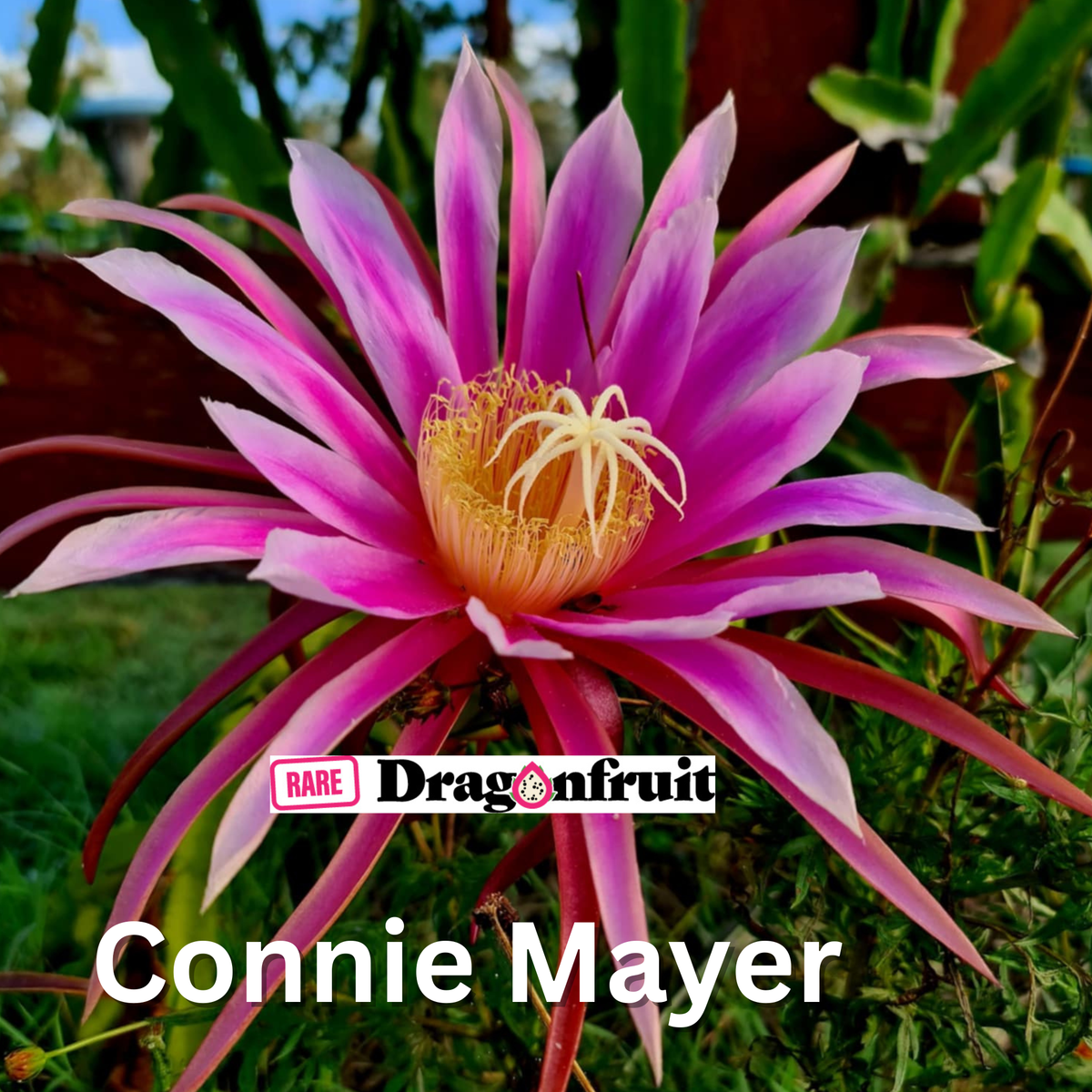 Connie Mayer Dragon Fruit - H. Undatus X H.stenopterus