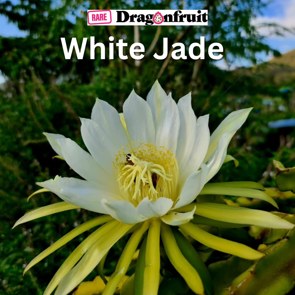 White Jade- Hylocereus undatus X Australian Dragon Fruit