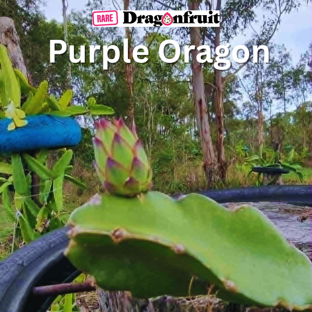 Purple Oragon  Dragon Fruit New 2024