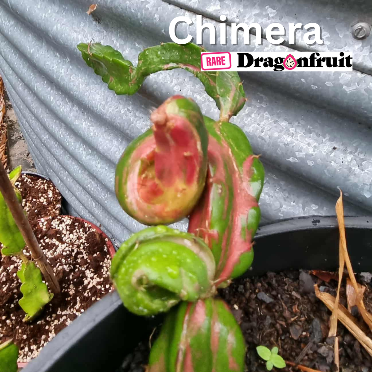 Chimera Dragon Fruit Red variegation