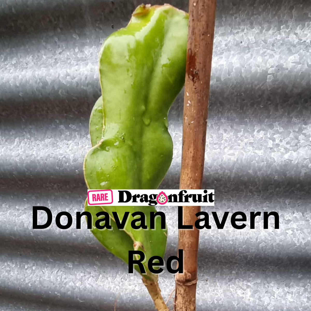 Donavan Lavern Red Dragon Fruit
