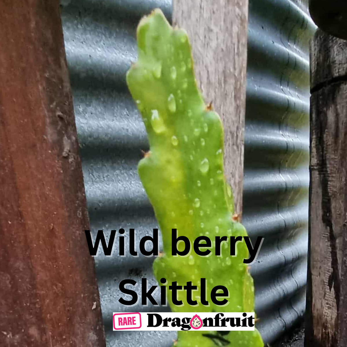 Wild berry Skittle Dragon Fruit