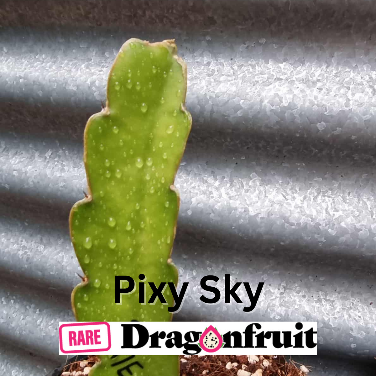 Pixy Sky Dragon Fruit