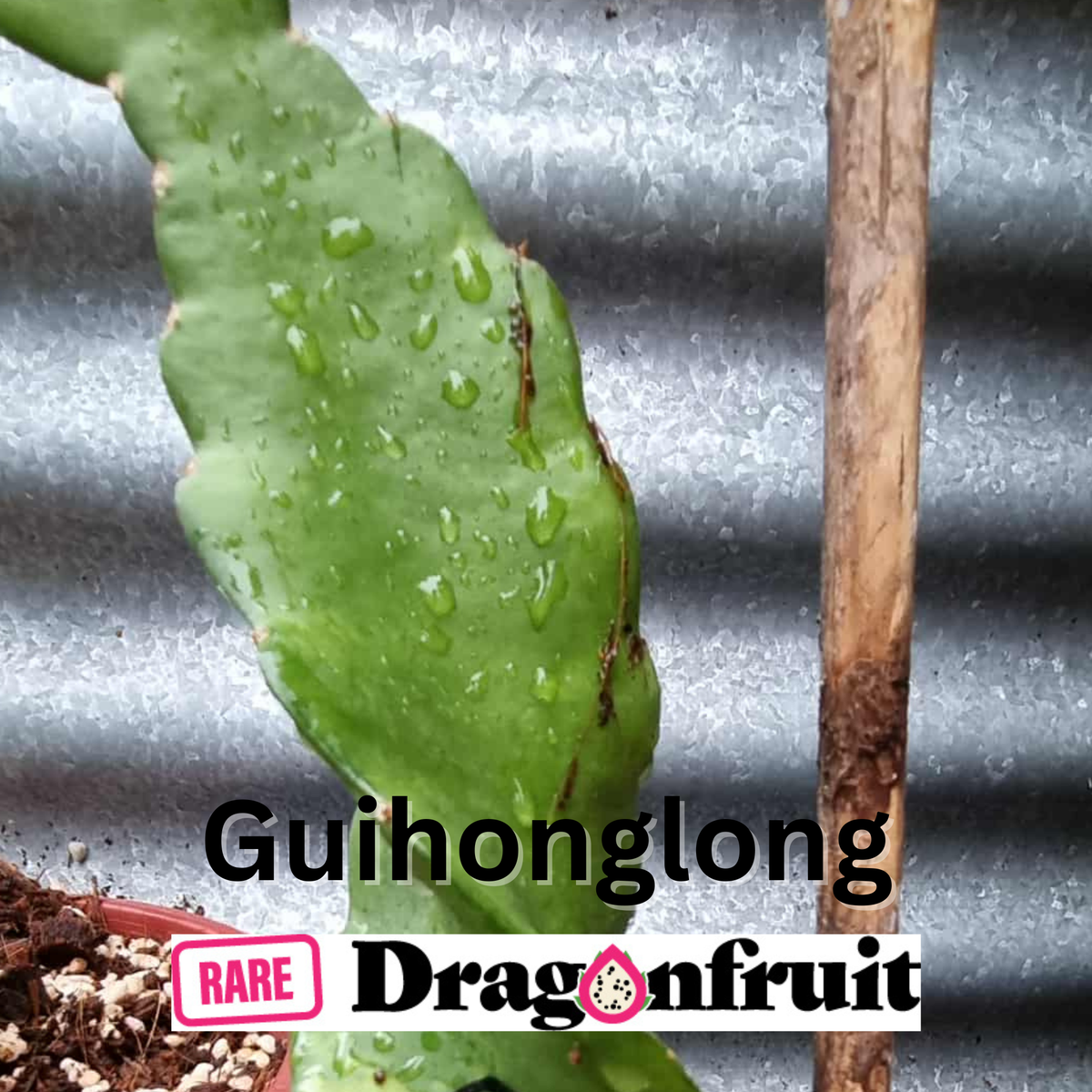 Guihonglong dragon fruit plant
