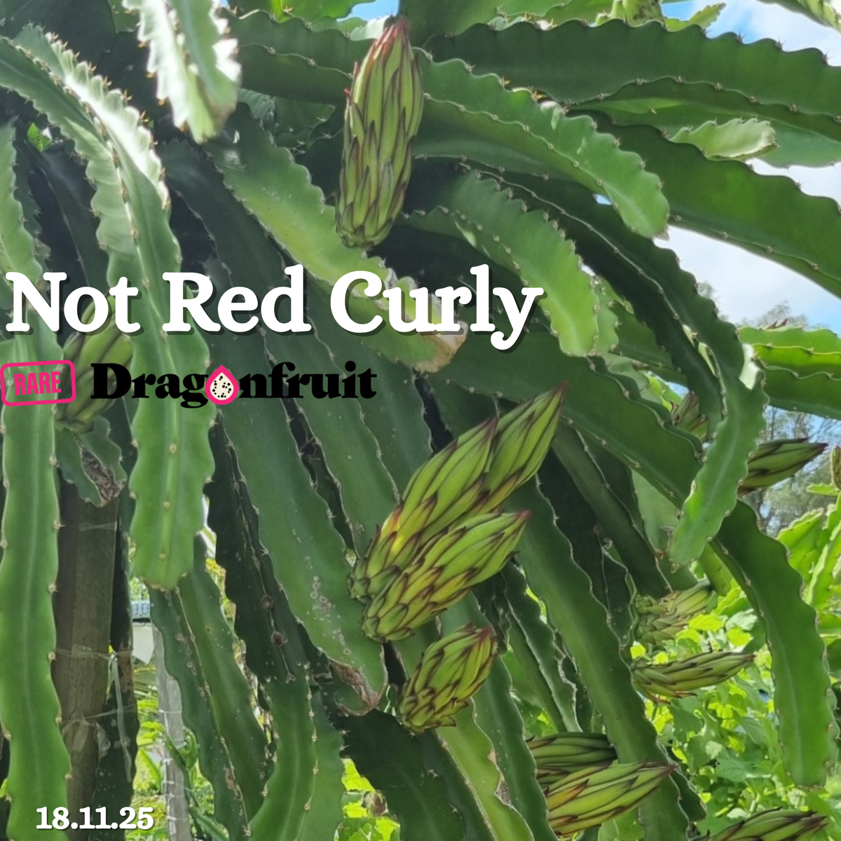 Not Red Curly Dragon Fruit