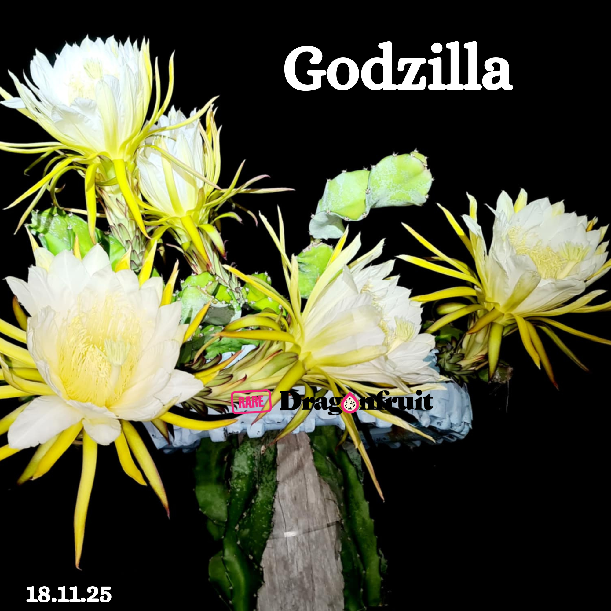 Godzilla Dragon Fruit - Rare Dragon Fruit