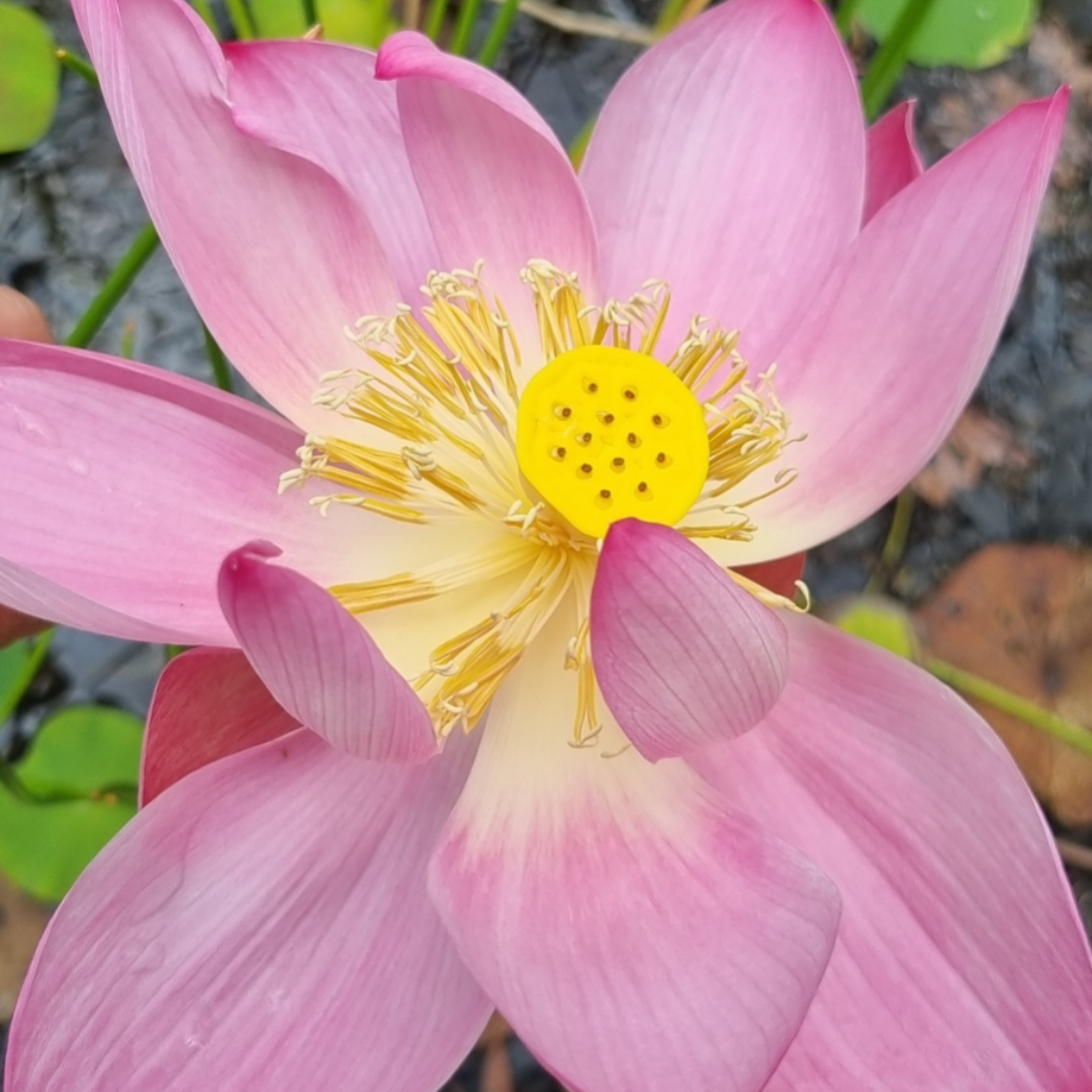 Sacred Lotus Pink Seeds