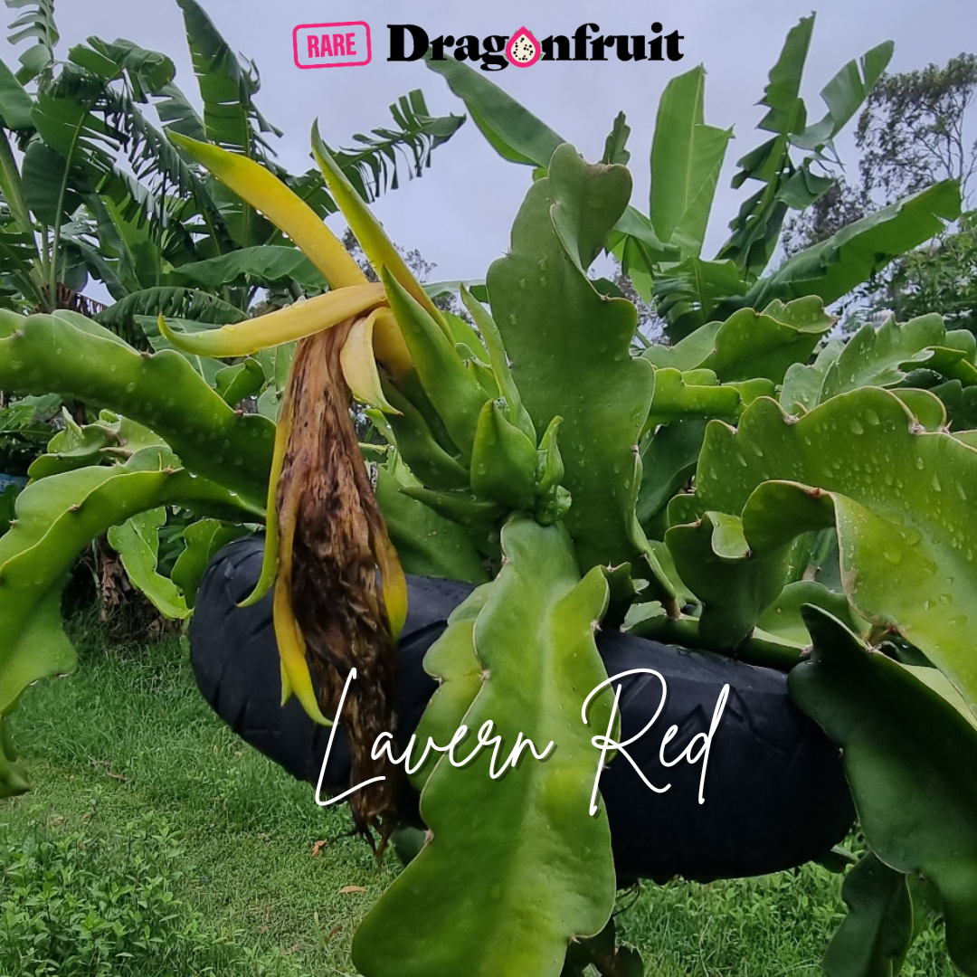 Lavern Red Dragon Fruit
