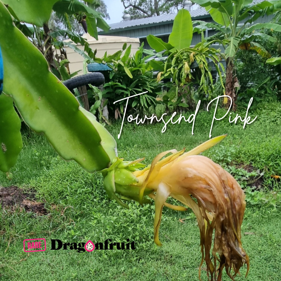 Townsend Pink – Hylocereus sp. Dragon fruit