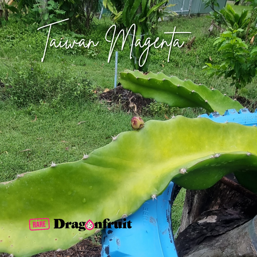 Taiwan Magenta Dragon Fruit