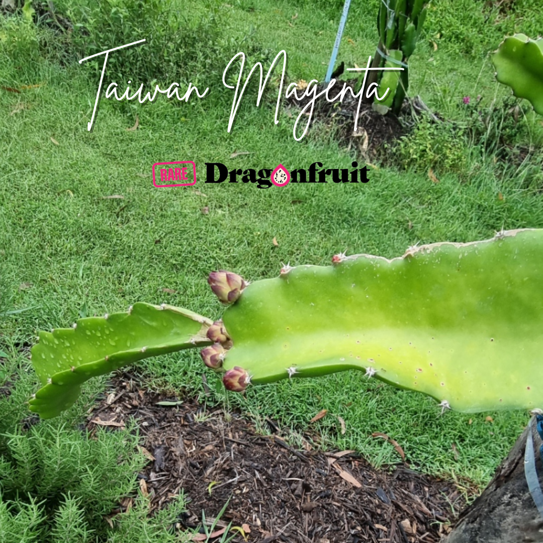 Taiwan Magenta Dragon Fruit