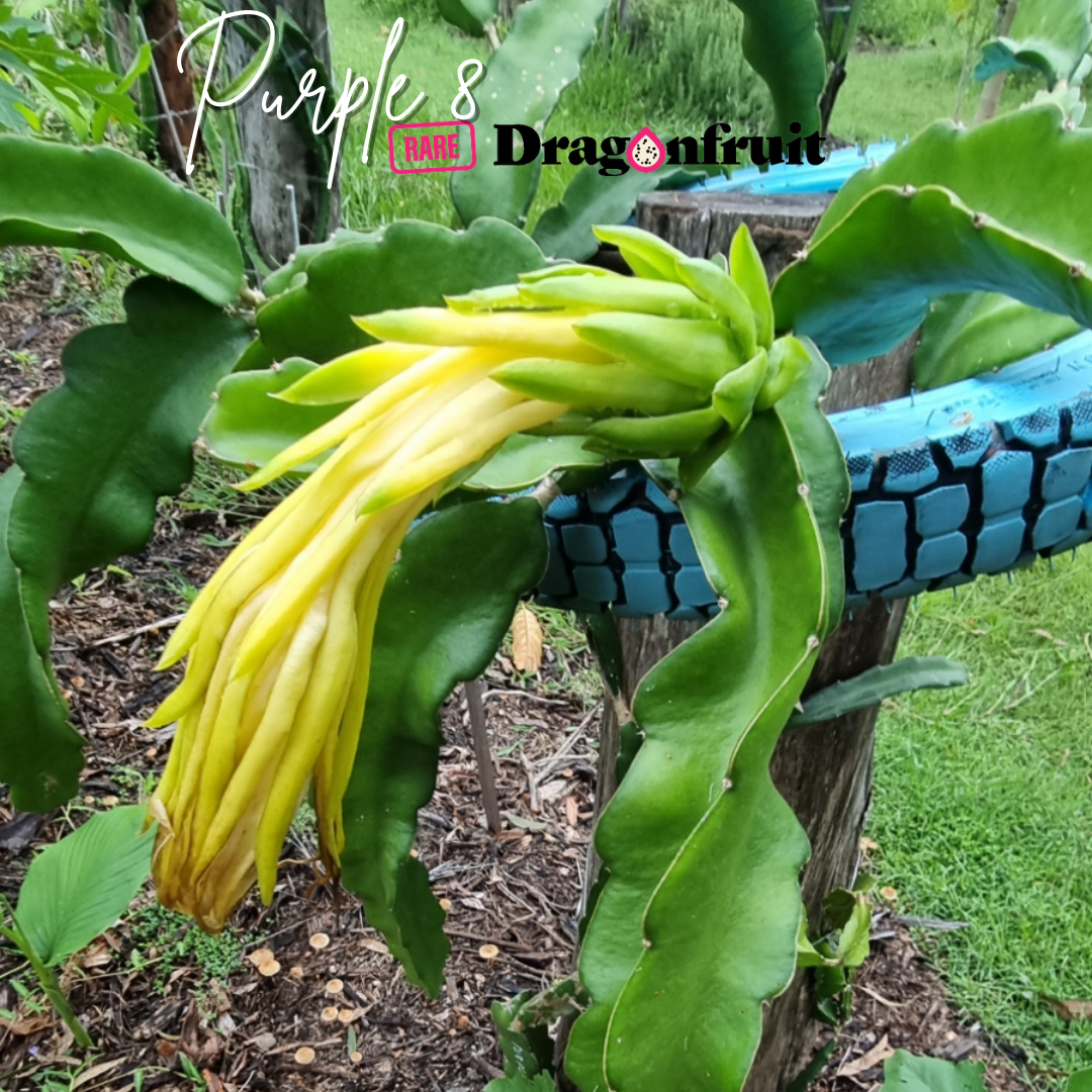 Purple 8 Dragon Fruit