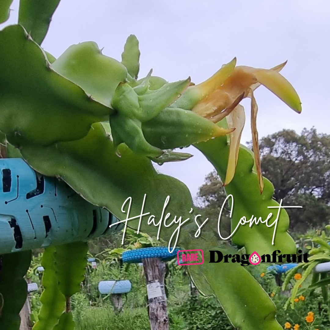 Halley’s / Haley&#39;s Comet Dragon Fruit