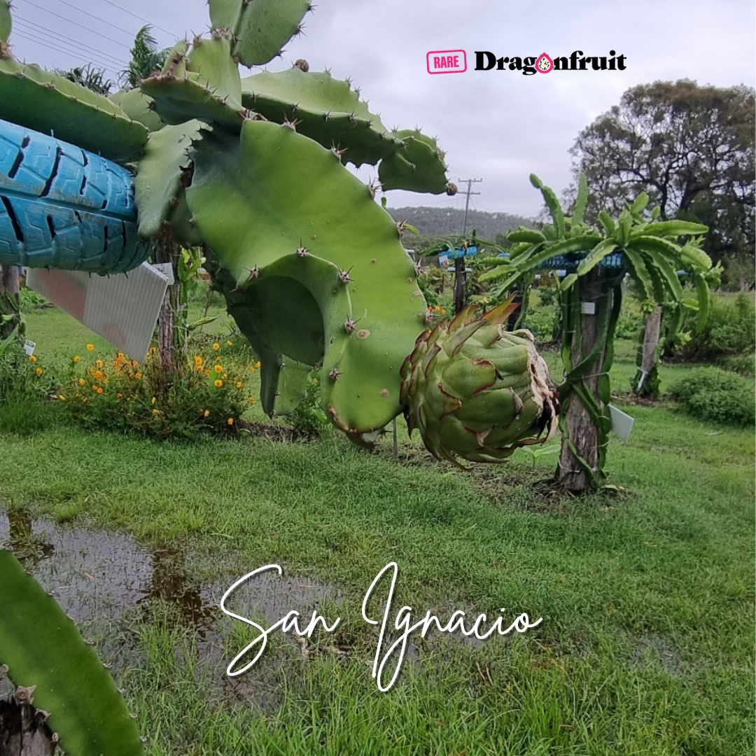 San Ignacio dragon fruit