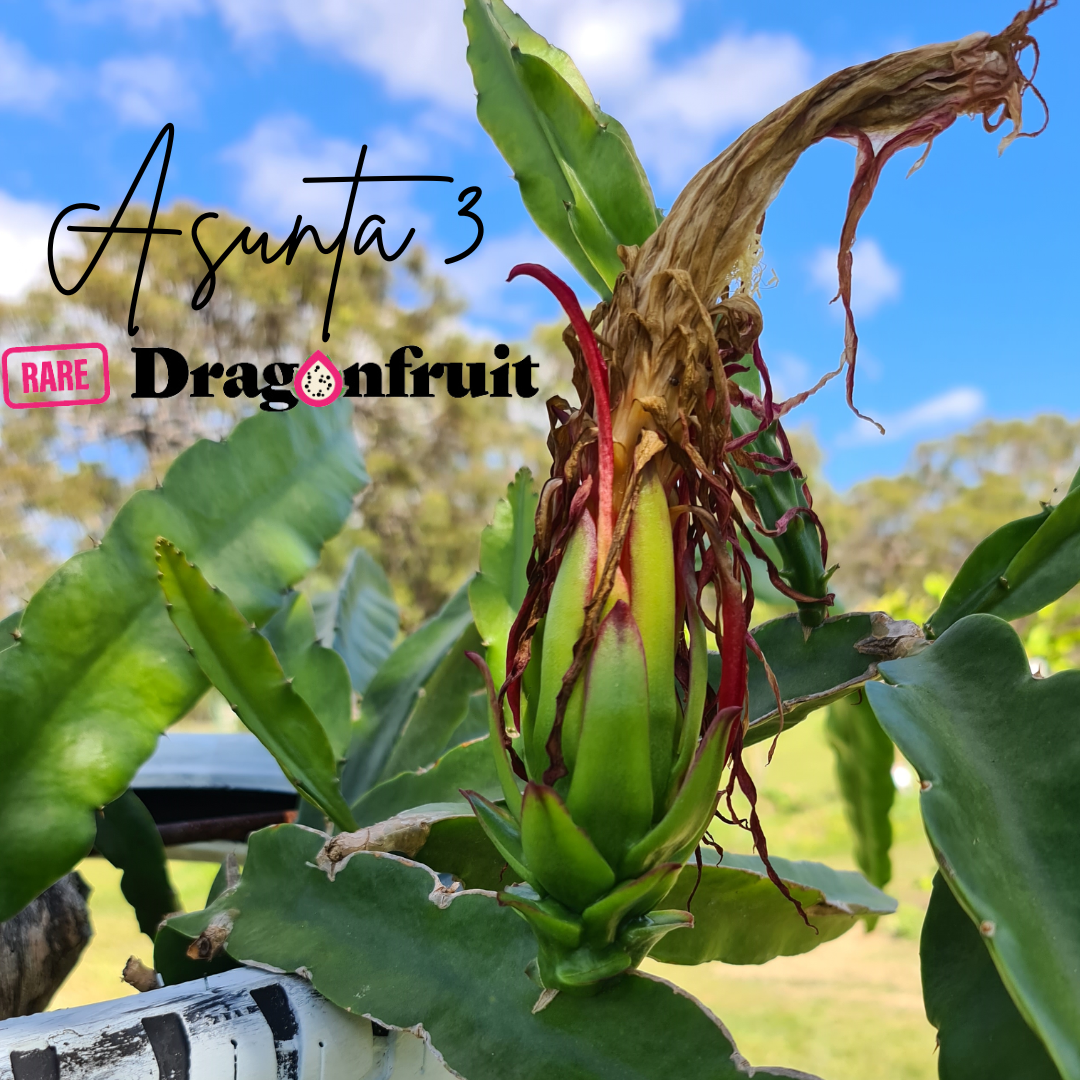 Asunta 3 Dragon Fruit
