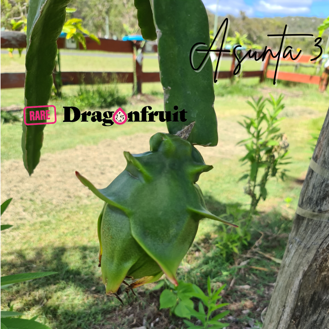Asunta 3 Dragon Fruit