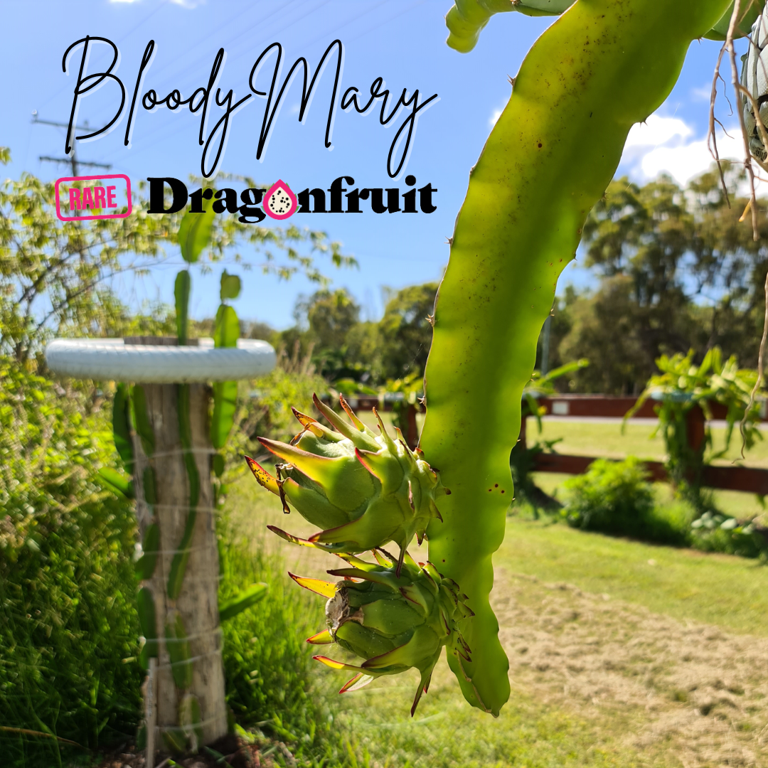 Bloody Mary – Hylocereus polyrhizus Dragon fruit