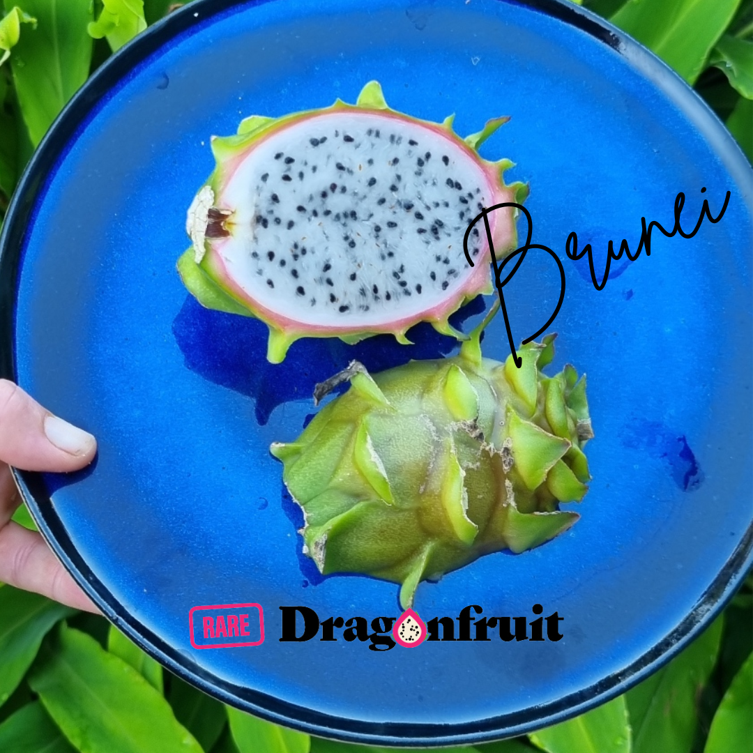 Brunei  Dragon Fruit (purple bloom)- H. stenopterus X H. undatus Germany *