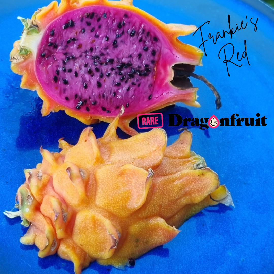Frankies Red Dragon Fruit - H. megalanthus X H. polyrhizus Hawaii