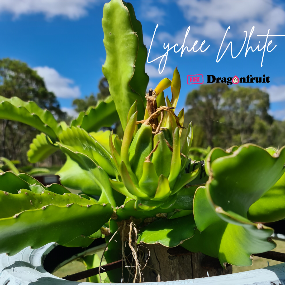 Lychee White Dragon fruit