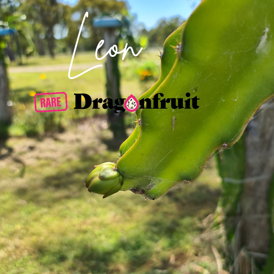 Leon- Hylocereus Undatas Thailand Dragon Fruit