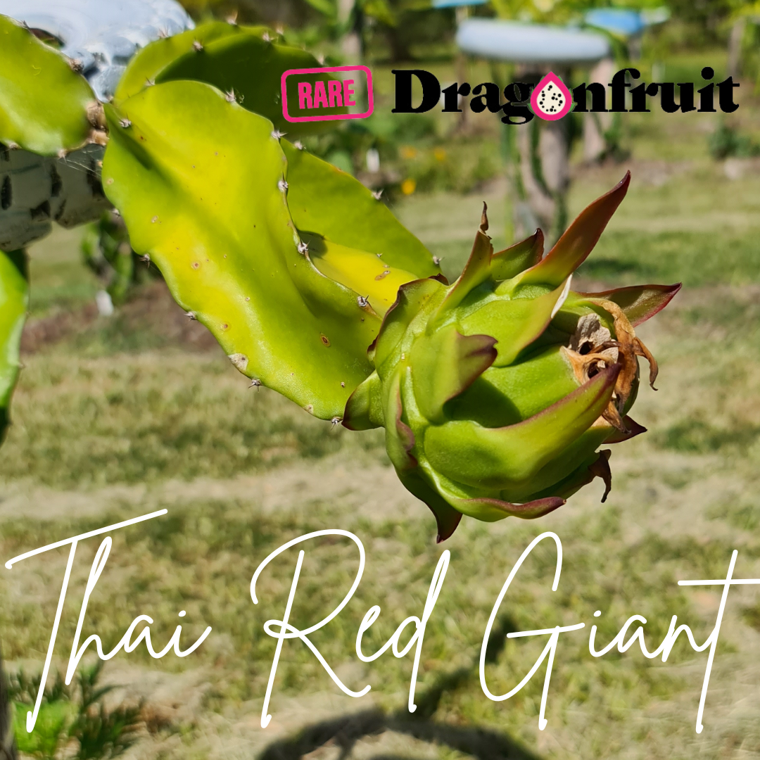 Thai Red Giant Dragon Fruit