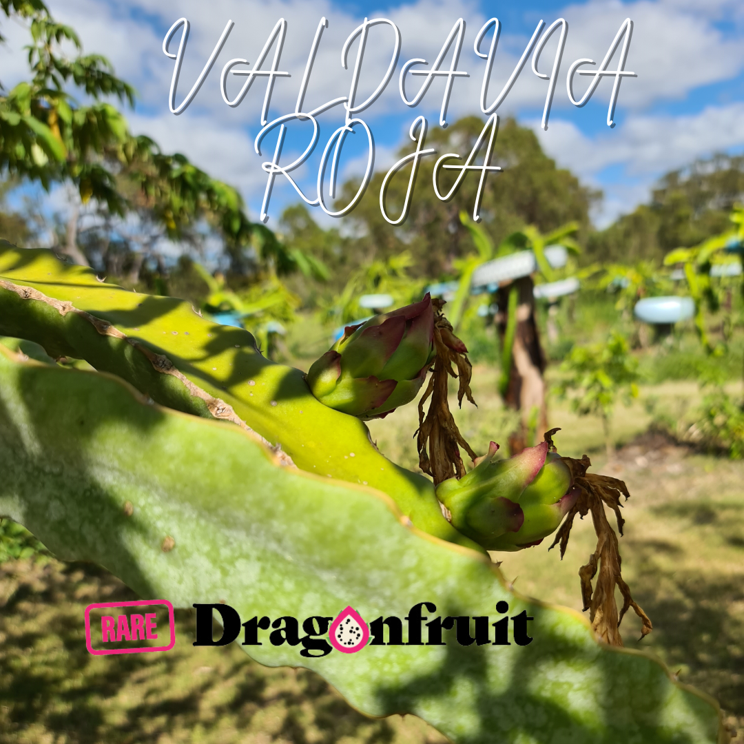 VALDAVIA ROJA Dragon Fruit