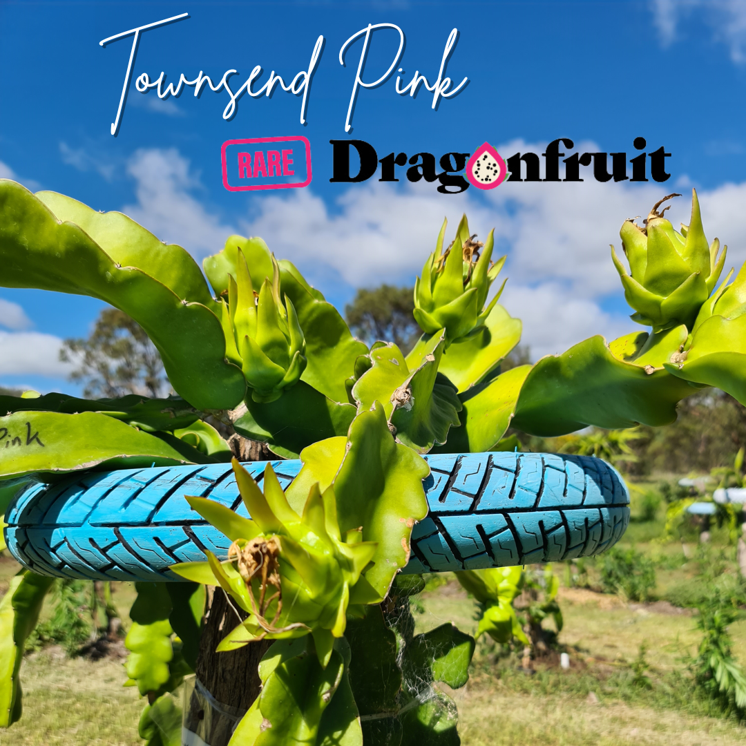 Townsend Pink – Hylocereus sp. Dragon fruit